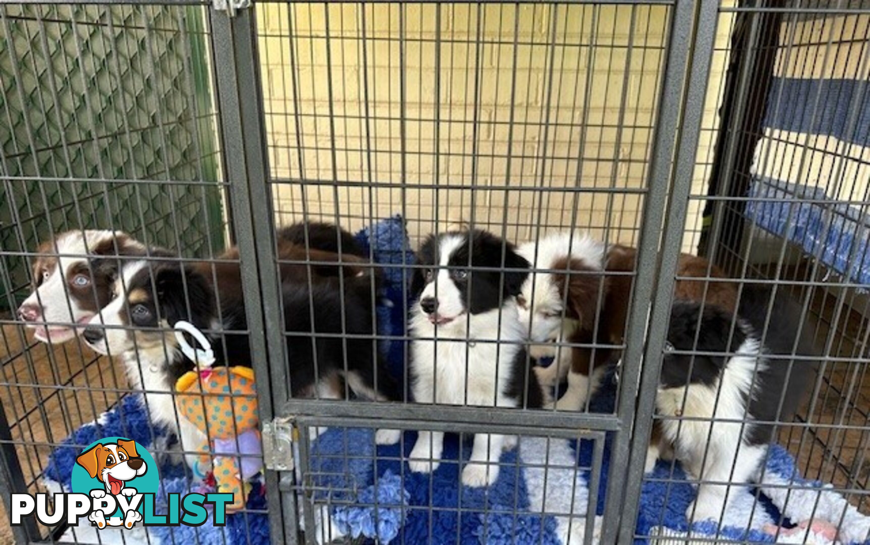 BORDER COLLIE PUPPIES