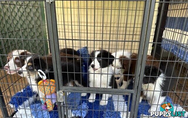 BORDER COLLIE PUPPIES