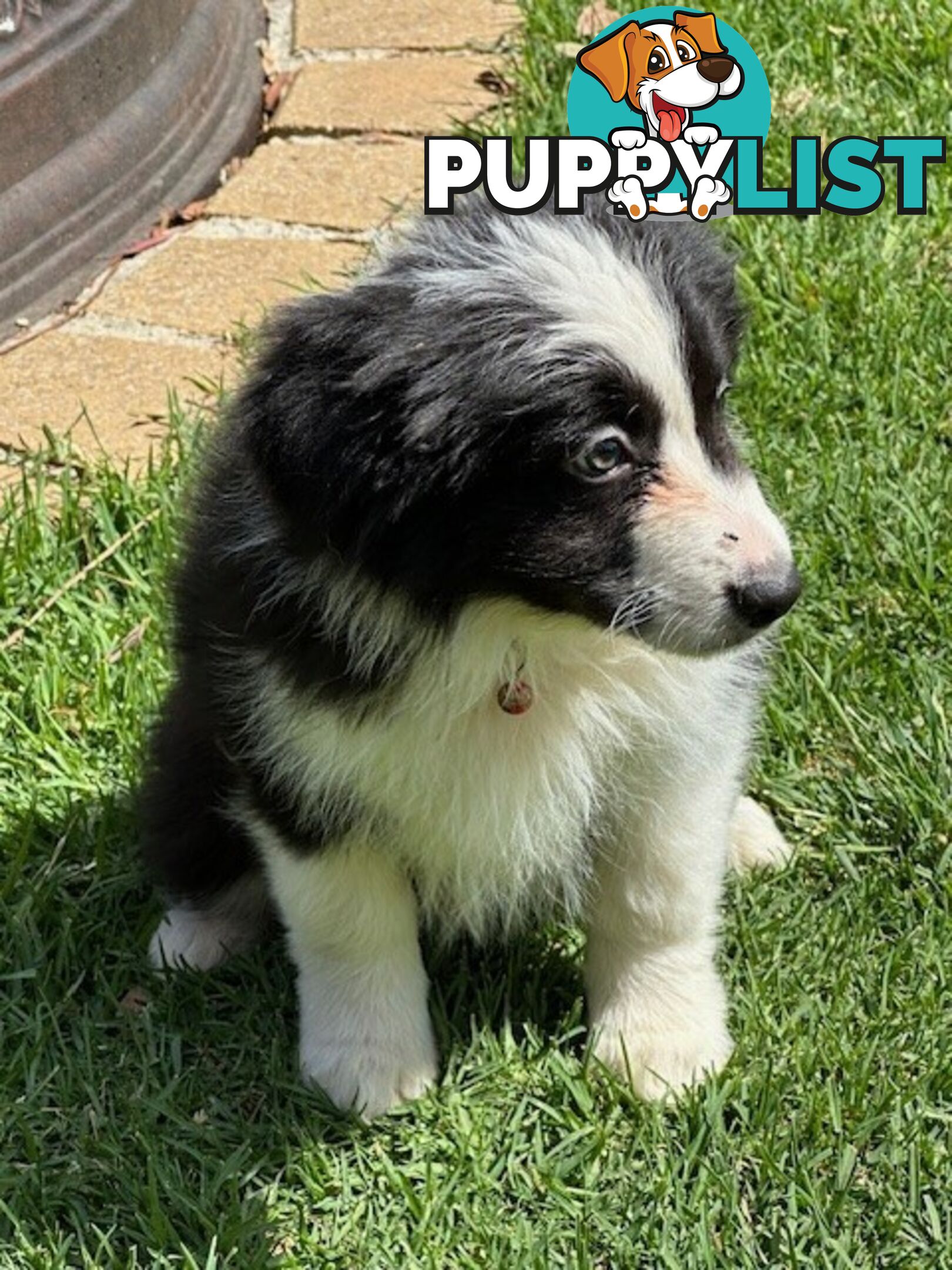 BORDER COLLIE PUPPIES