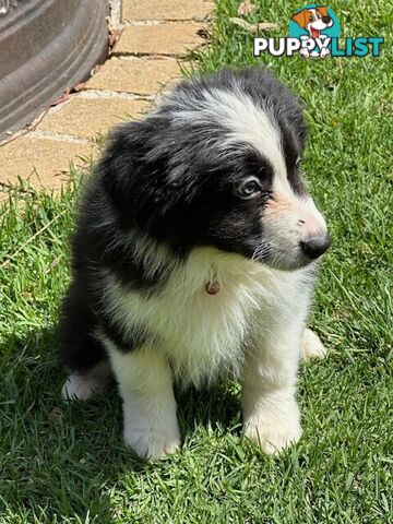 BORDER COLLIE PUPPIES