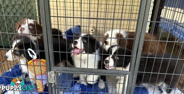 BORDER COLLIE PUPPIES