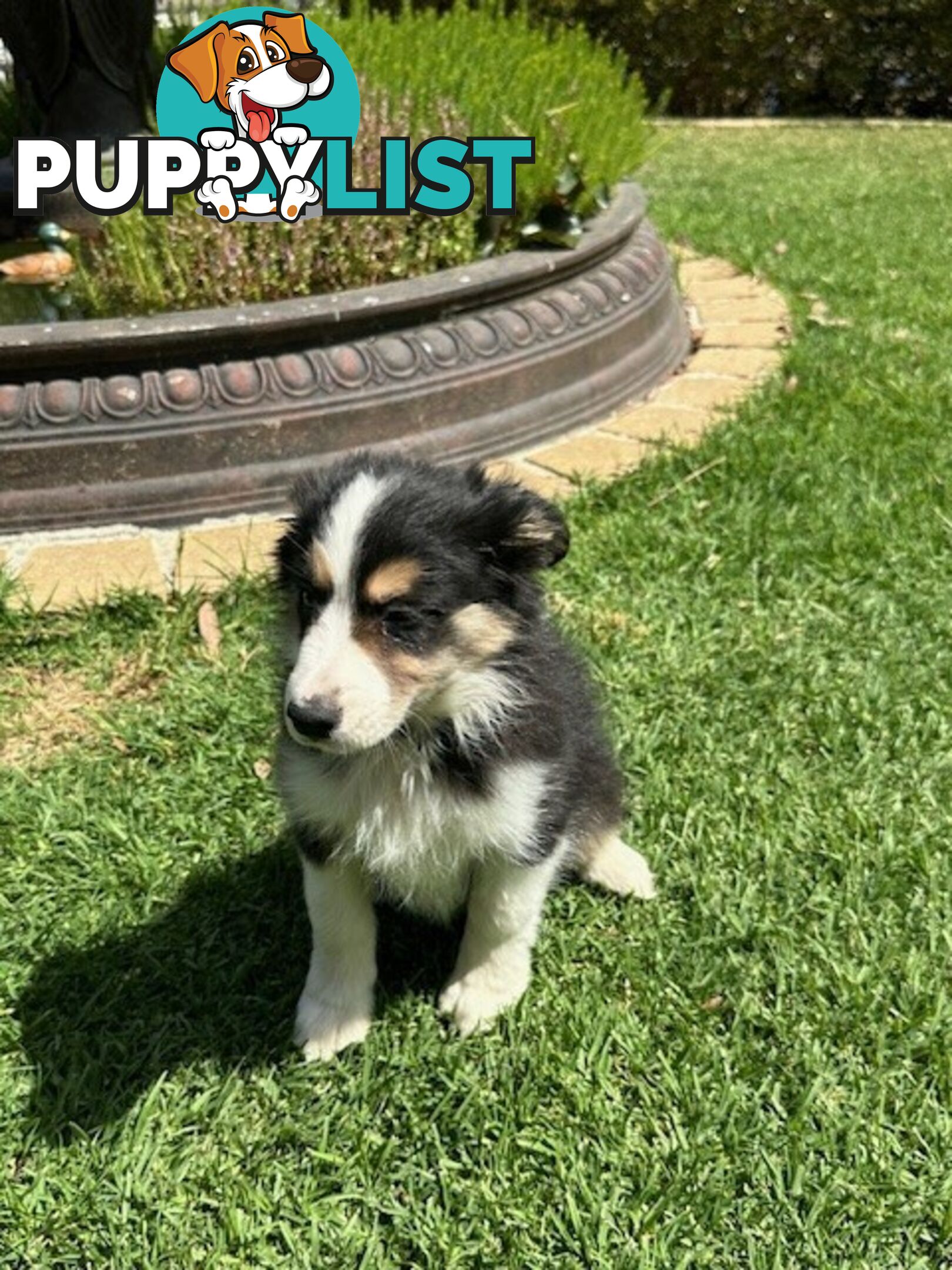 BORDER COLLIE PUPPIES