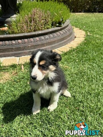 BORDER COLLIE PUPPIES