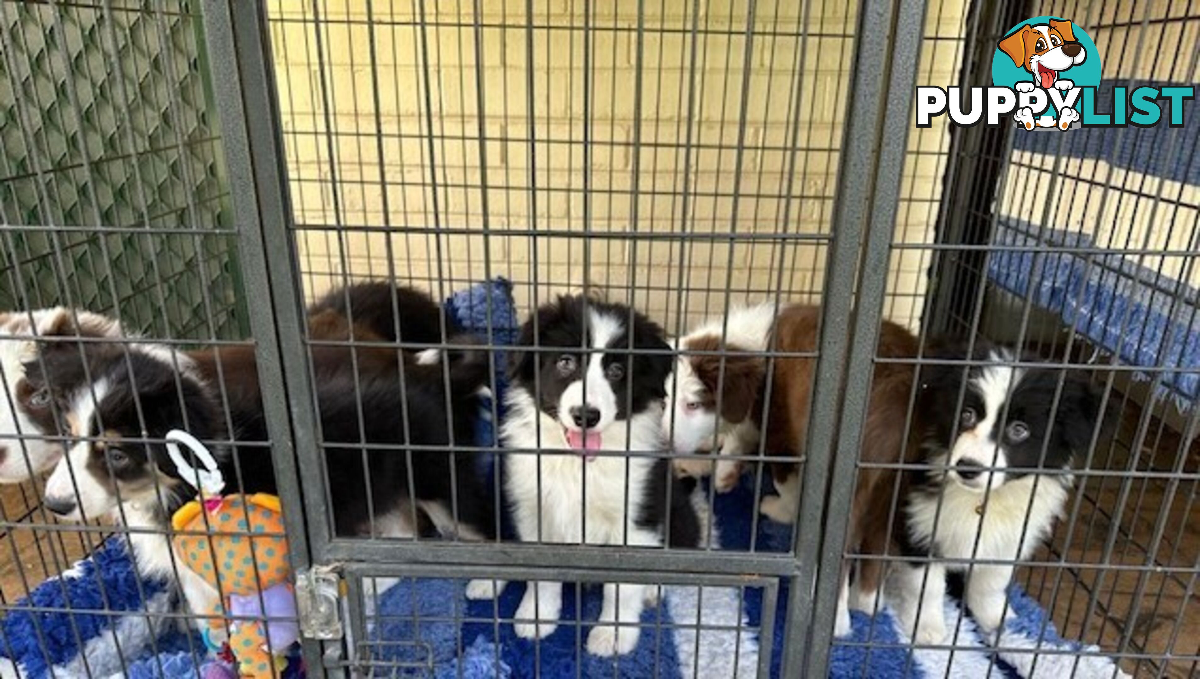 BORDER COLLIE PUPPIES