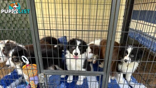 BORDER COLLIE PUPPIES