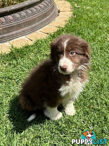 BORDER COLLIE PUPPIES