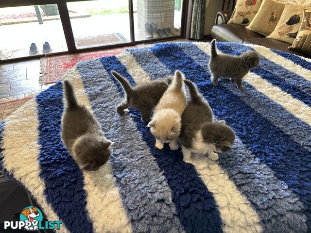 BRITISH SHORTHAIR KITTENS