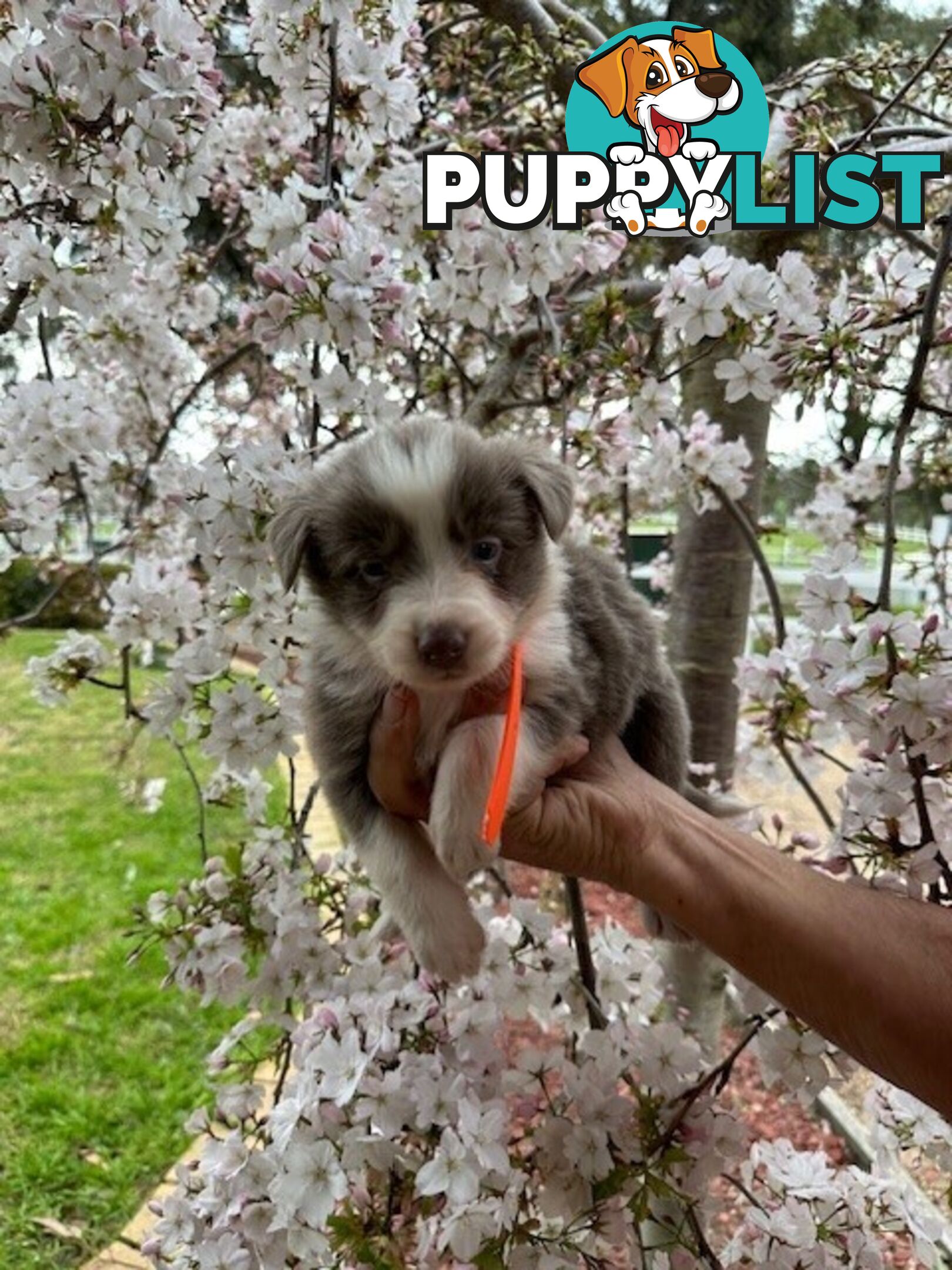 PURE BRED LONG HAIRED BORDER COLLIE PUPPIES