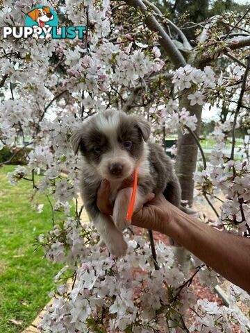 PURE BRED LONG HAIRED BORDER COLLIE PUPPIES