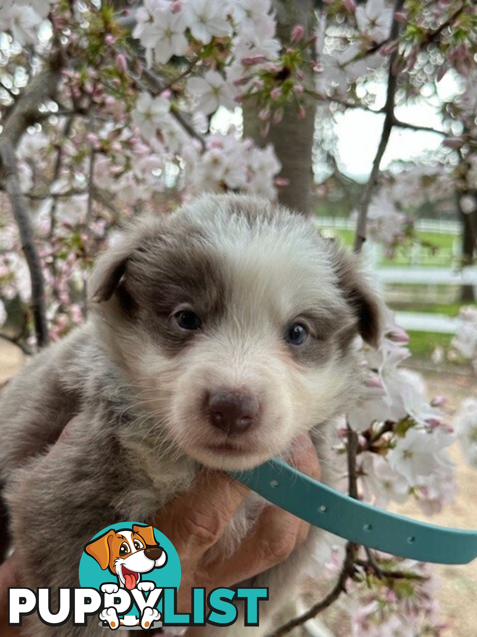 PURE BRED LONG HAIRED BORDER COLLIE PUPPIES