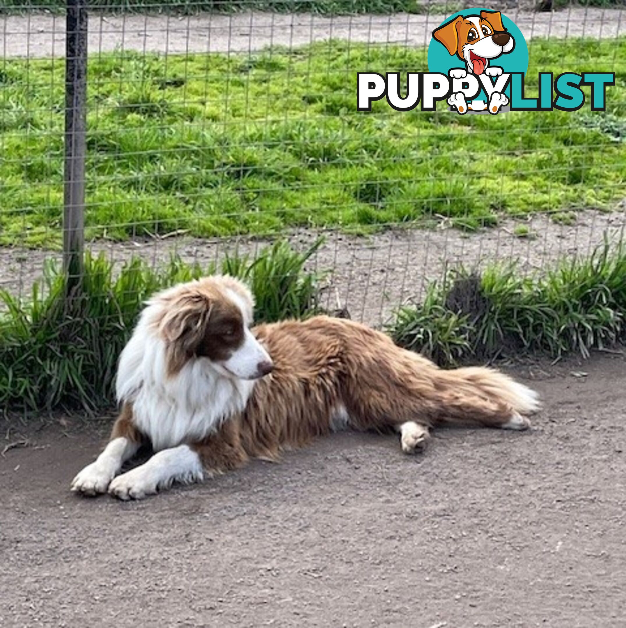 PURE BRED LONG HAIRED BORDER COLLIE PUPPIES