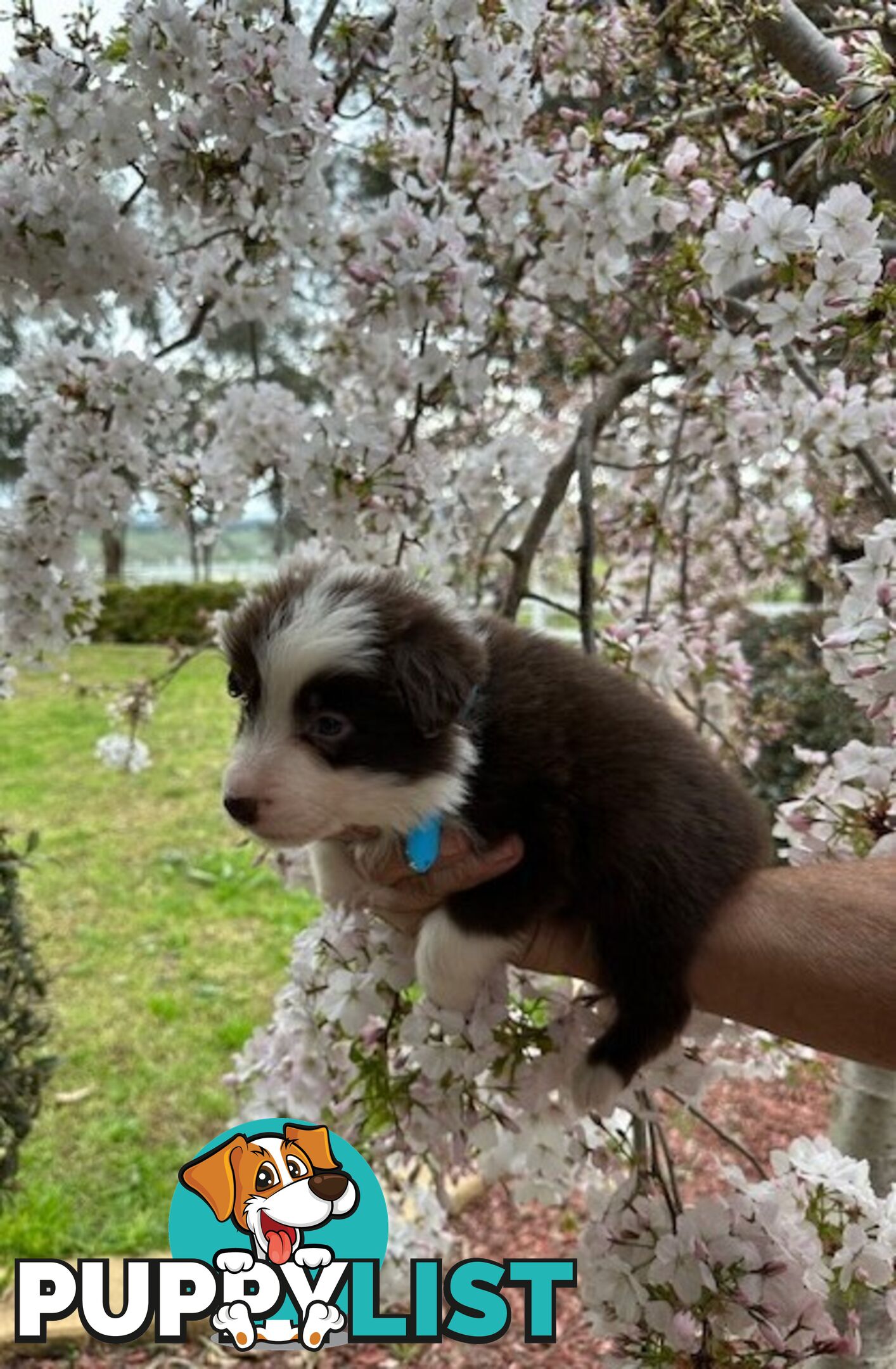 PURE BRED LONG HAIRED BORDER COLLIE PUPPIES