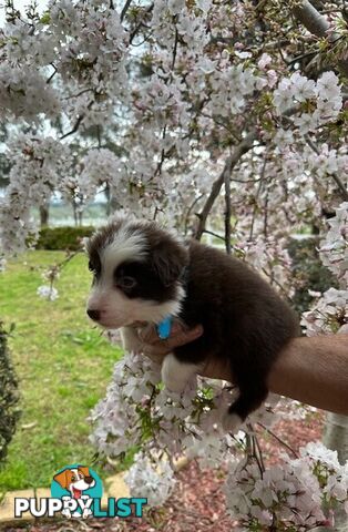 PURE BRED LONG HAIRED BORDER COLLIE PUPPIES