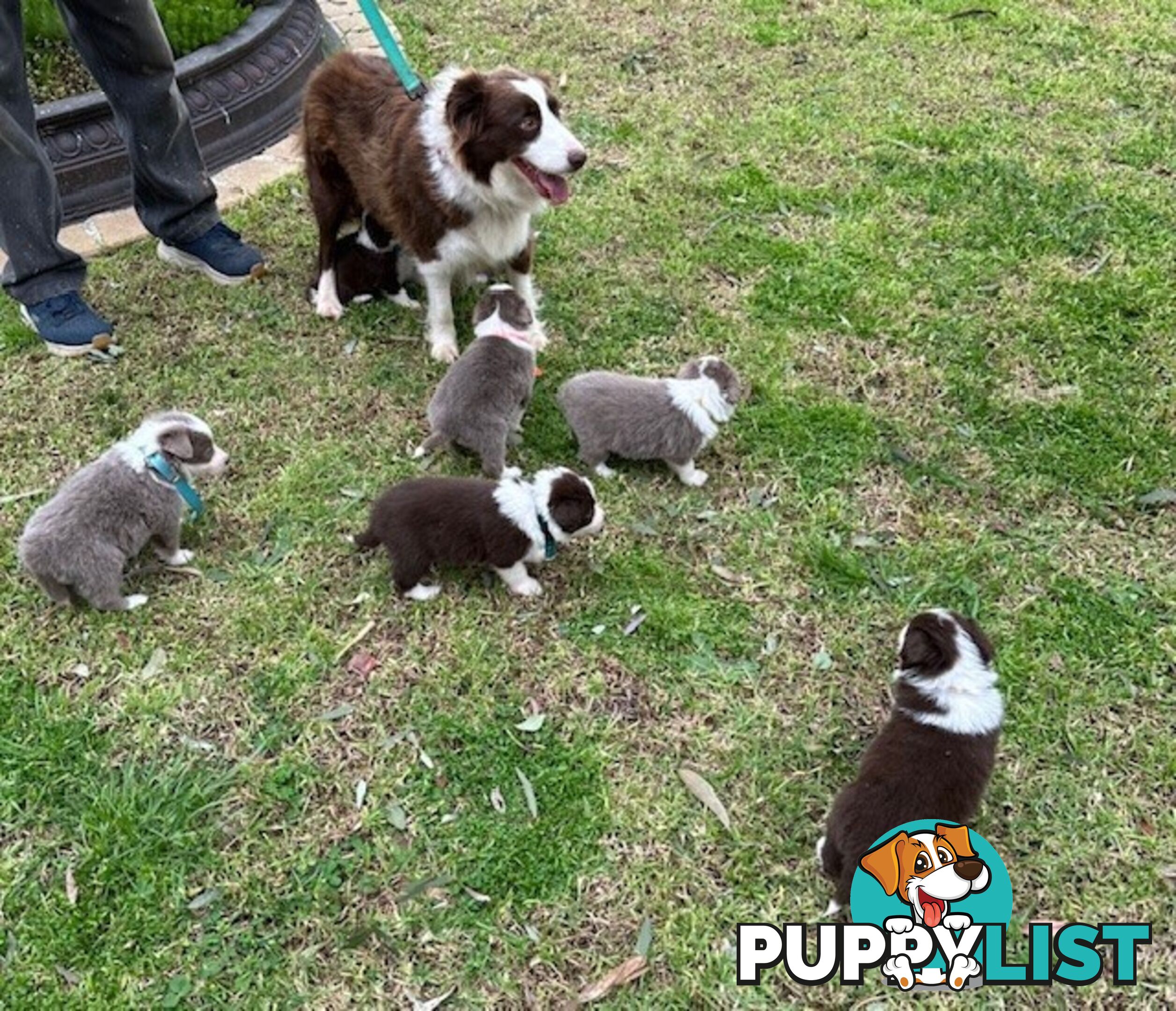 PURE BRED LONG HAIRED BORDER COLLIE PUPPIES