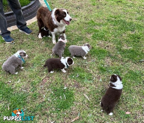 PURE BRED LONG HAIRED BORDER COLLIE PUPPIES