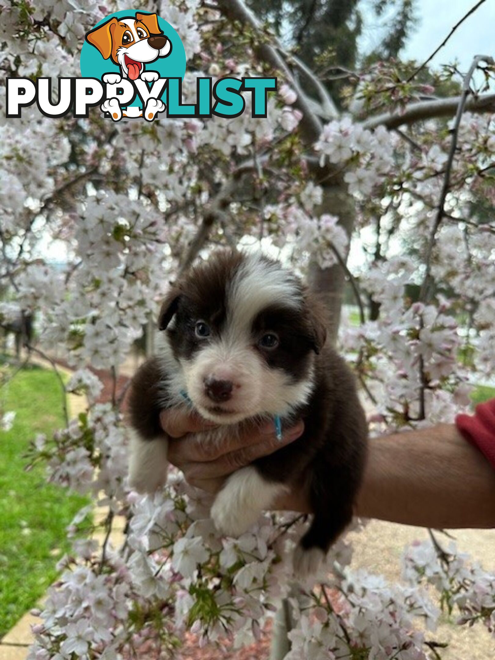 PURE BRED LONG HAIRED BORDER COLLIE PUPPIES