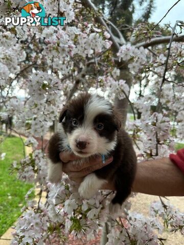 PURE BRED LONG HAIRED BORDER COLLIE PUPPIES