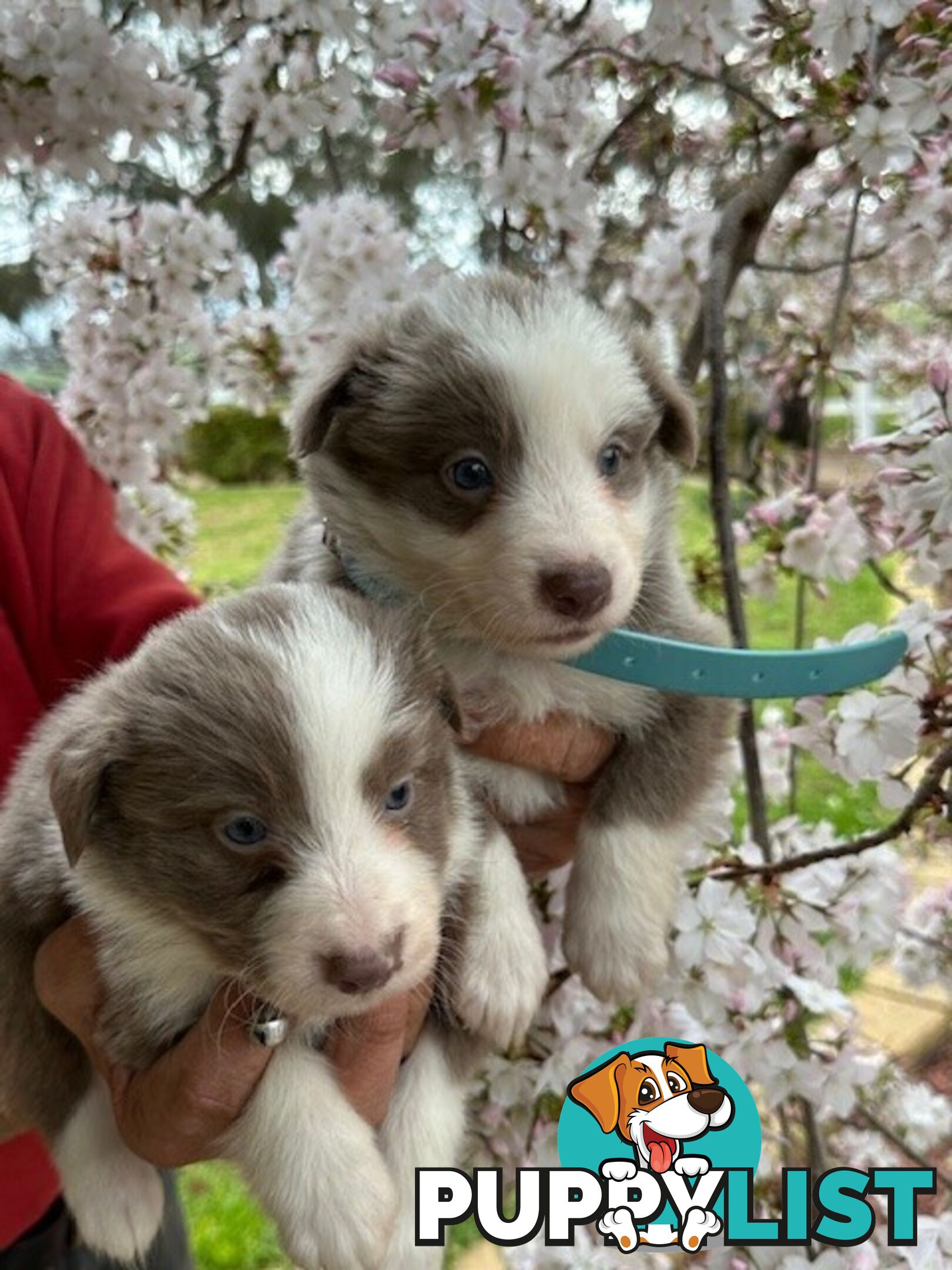 PURE BRED LONG HAIRED BORDER COLLIE PUPPIES