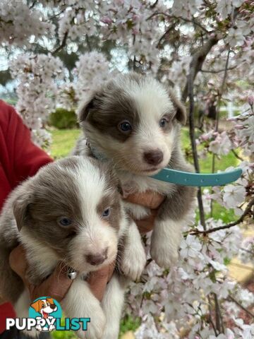 PURE BRED LONG HAIRED BORDER COLLIE PUPPIES