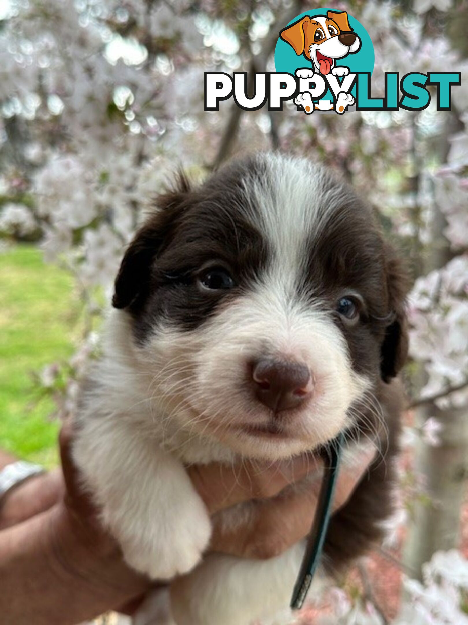 PURE BRED LONG HAIRED BORDER COLLIE PUPPIES