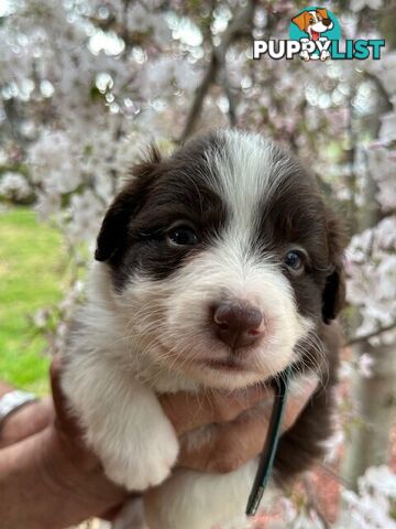 PURE BRED LONG HAIRED BORDER COLLIE PUPPIES