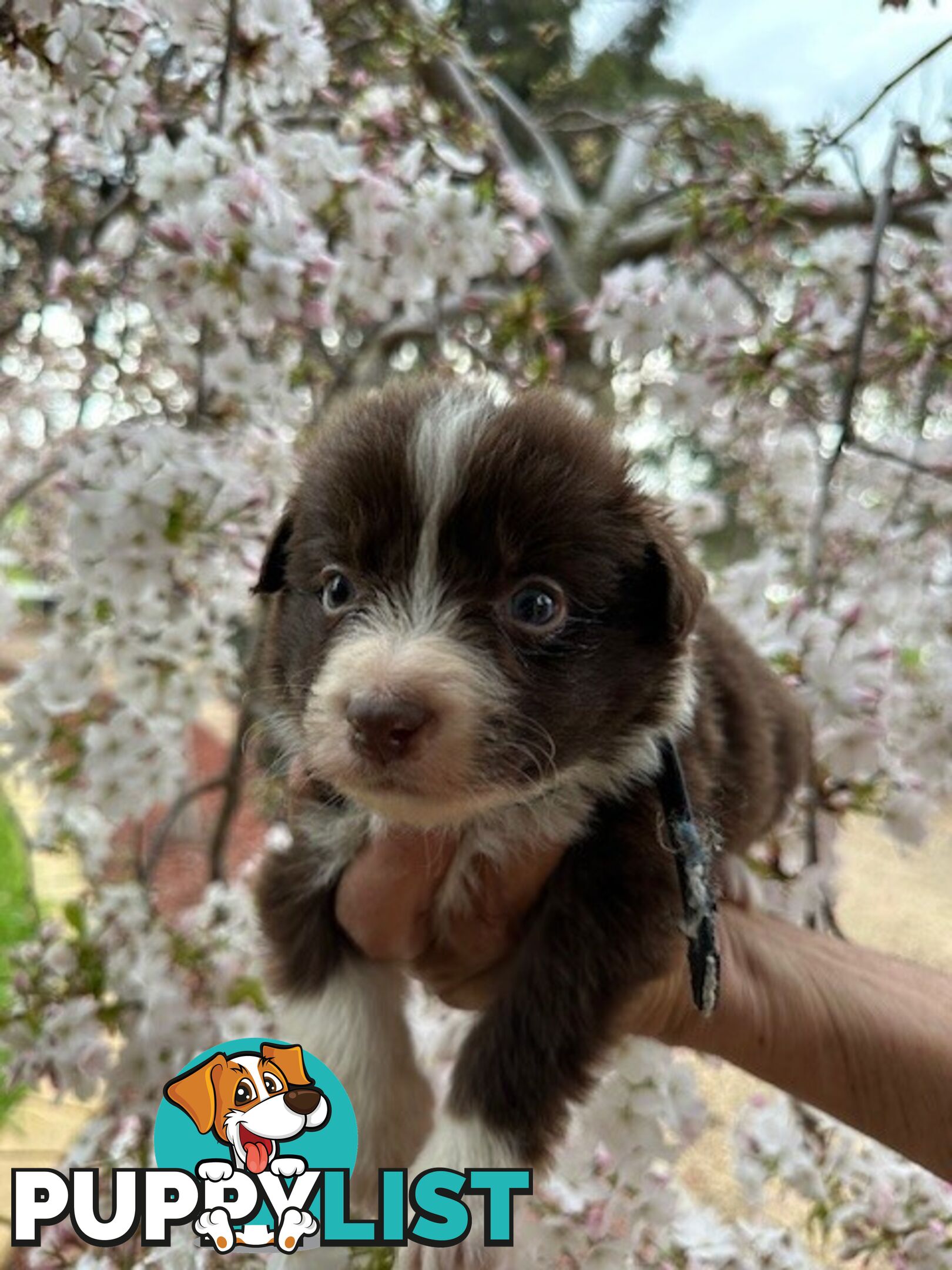 PURE BRED LONG HAIRED BORDER COLLIE PUPPIES