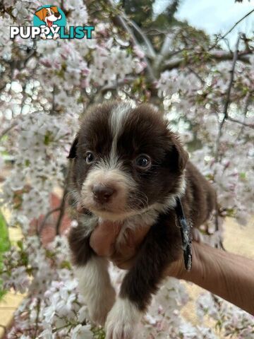 PURE BRED LONG HAIRED BORDER COLLIE PUPPIES