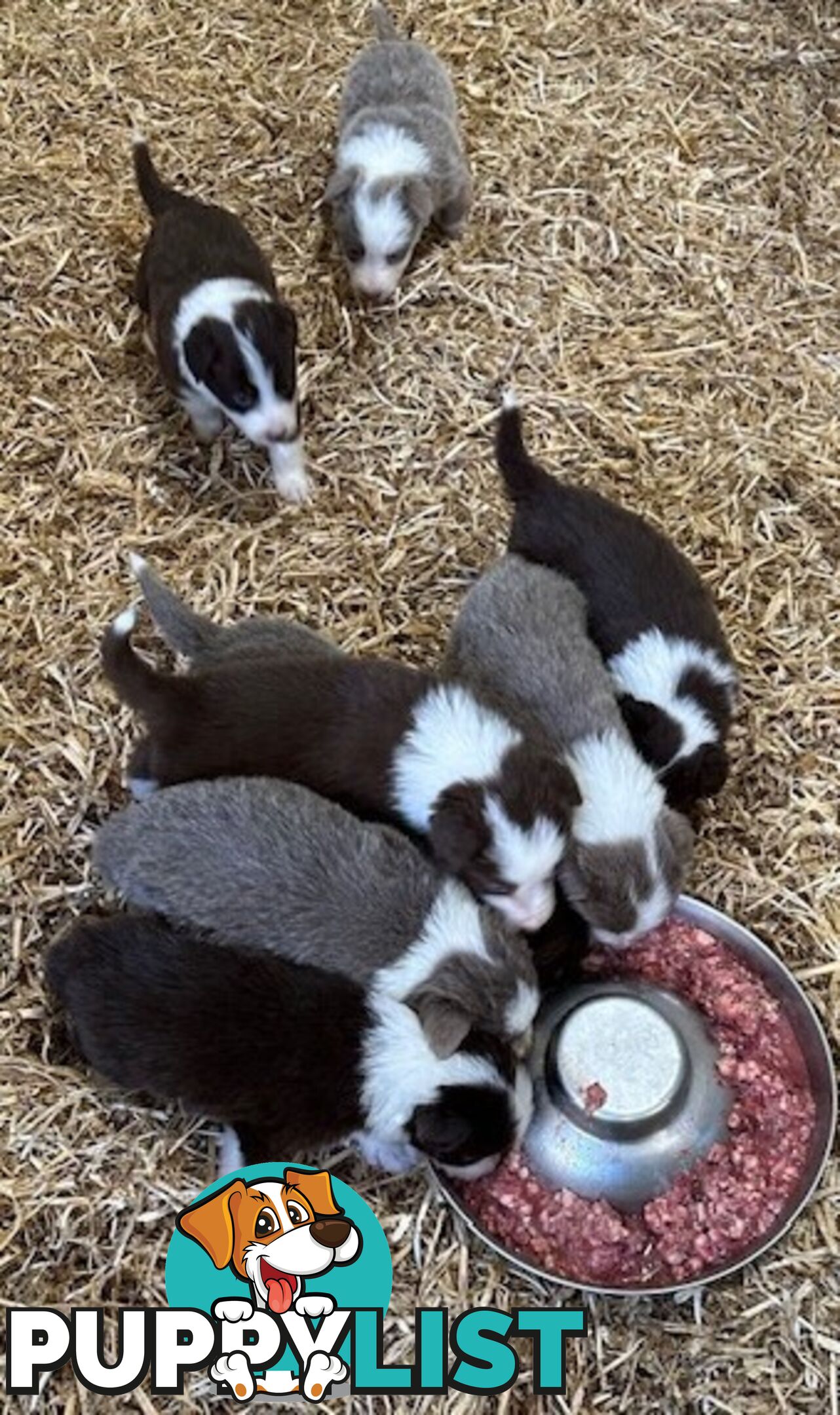 PURE BRED LONG HAIRED BORDER COLLIE PUPPIES