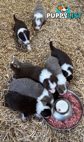 PURE BRED LONG HAIRED BORDER COLLIE PUPPIES