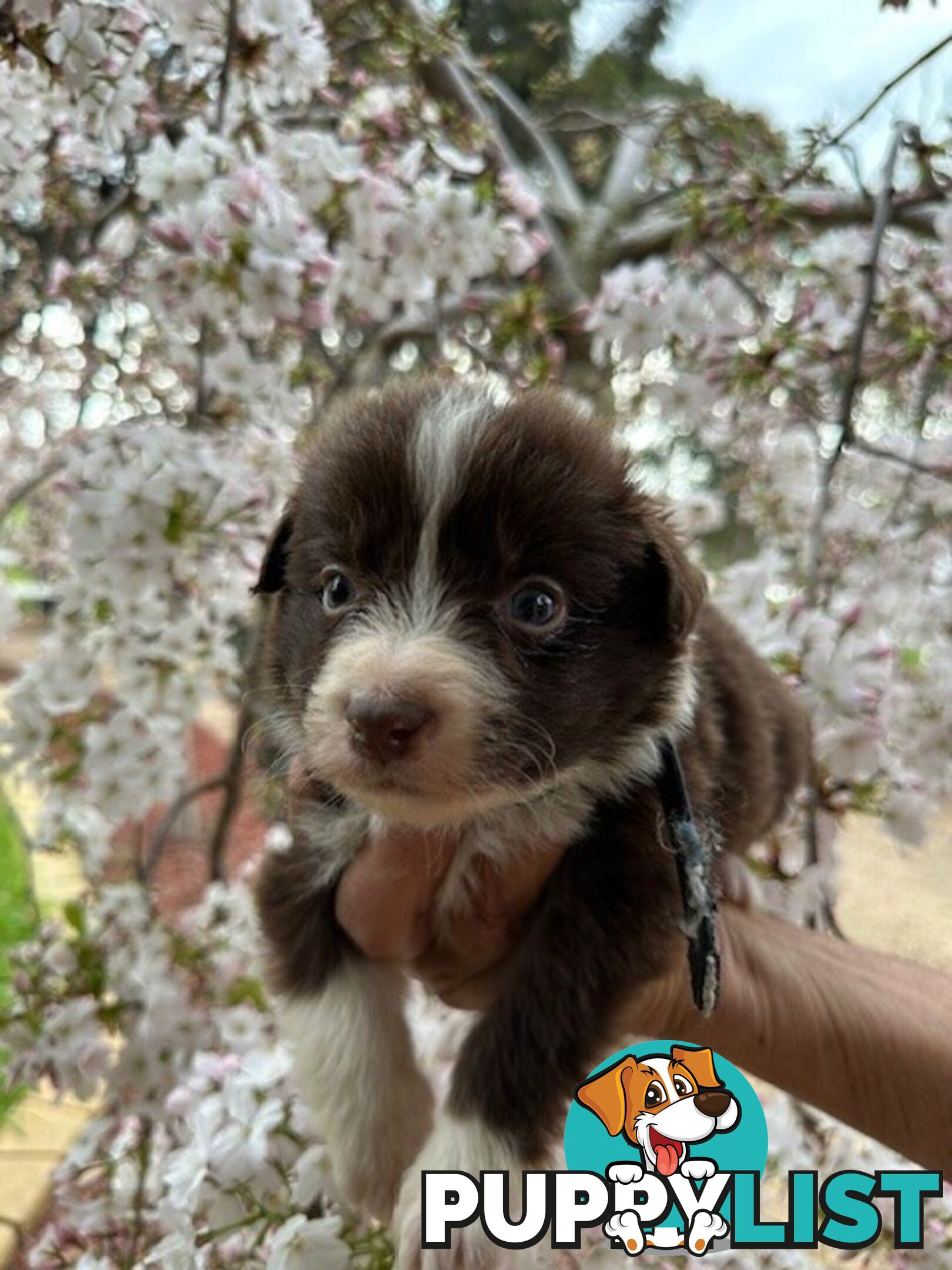 PURE BRED LONG HAIRED BORDER COLLIE PUPPIES