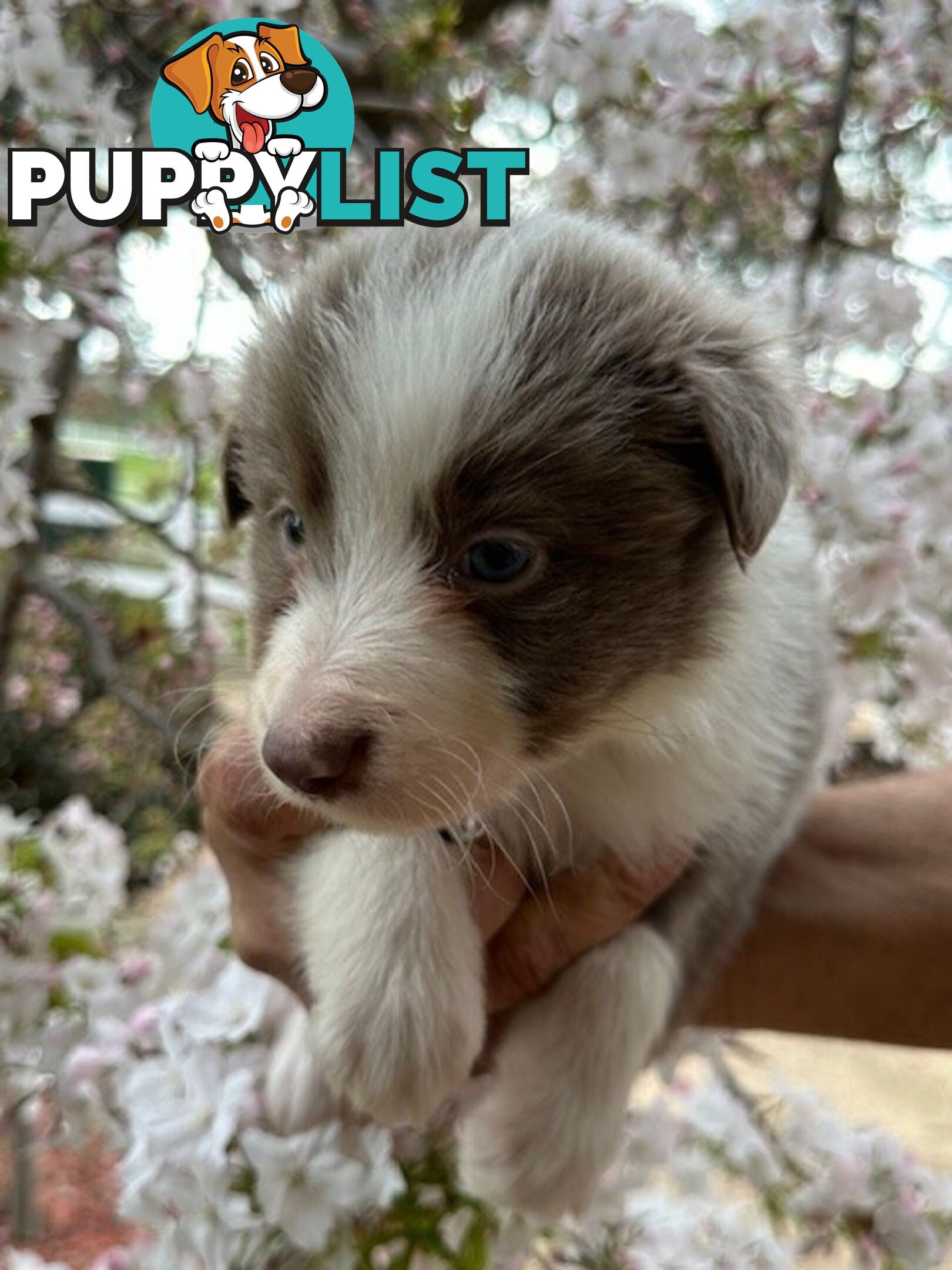 PURE BRED LONG HAIRED BORDER COLLIE PUPPIES