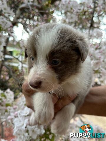 PURE BRED LONG HAIRED BORDER COLLIE PUPPIES