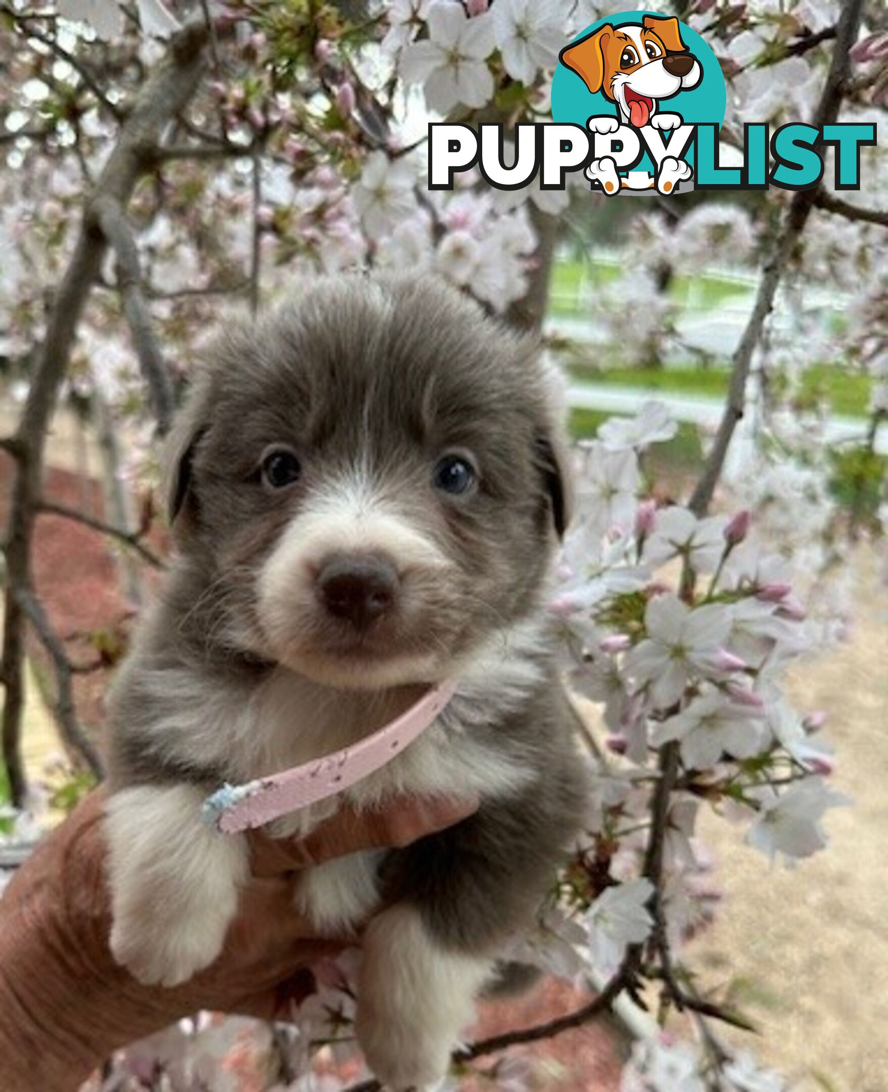 PURE BRED LONG HAIRED BORDER COLLIE PUPPIES