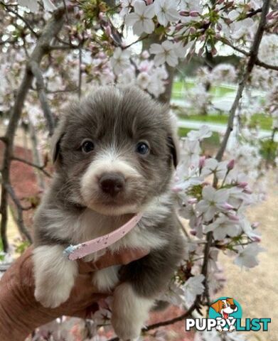 PURE BRED LONG HAIRED BORDER COLLIE PUPPIES