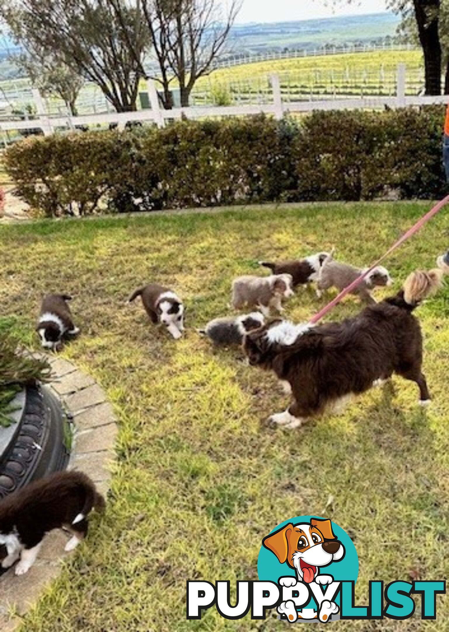 BORDER COLLIE PUPPIES