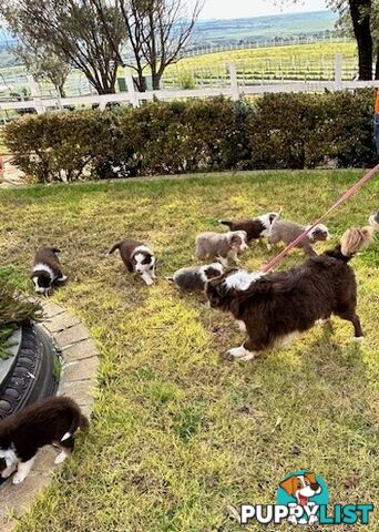 BORDER COLLIE PUPPIES