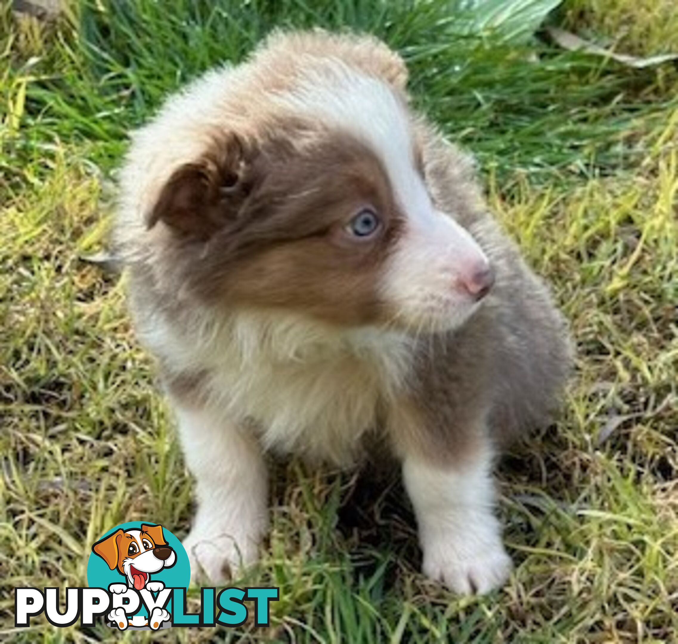 BORDER COLLIE PUPPIES