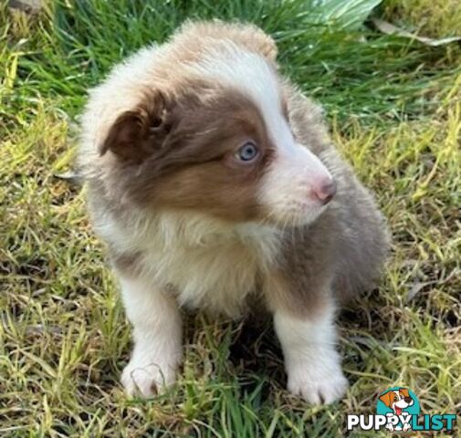 BORDER COLLIE PUPPIES