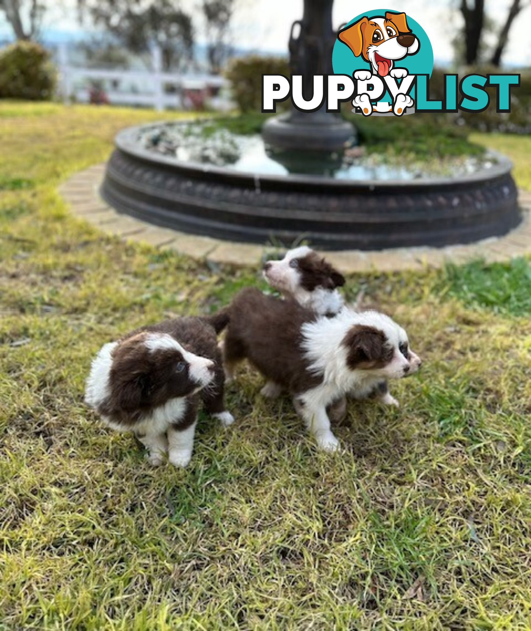 BORDER COLLIE PUPPIES