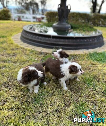 BORDER COLLIE PUPPIES