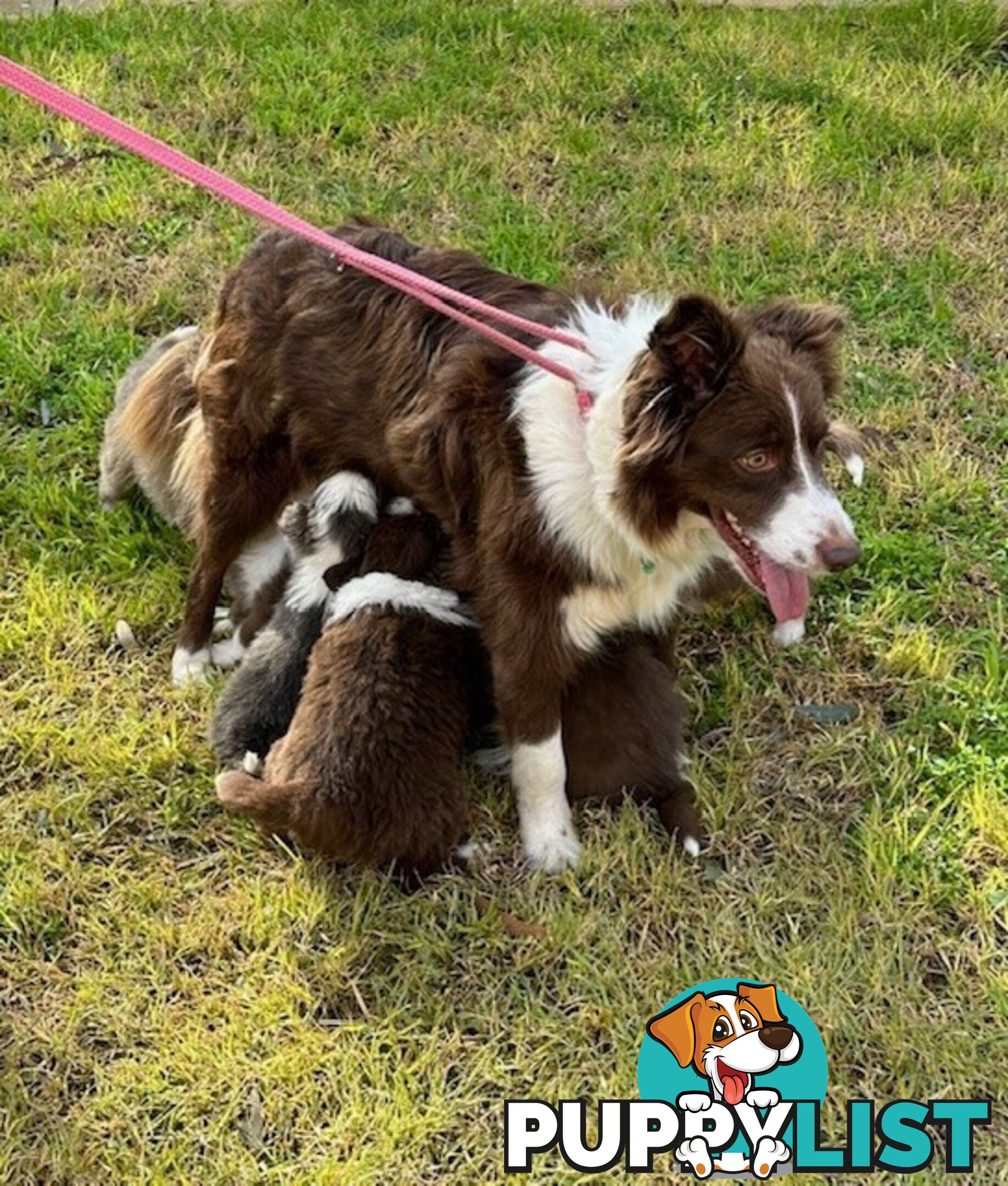 BORDER COLLIE PUPPIES