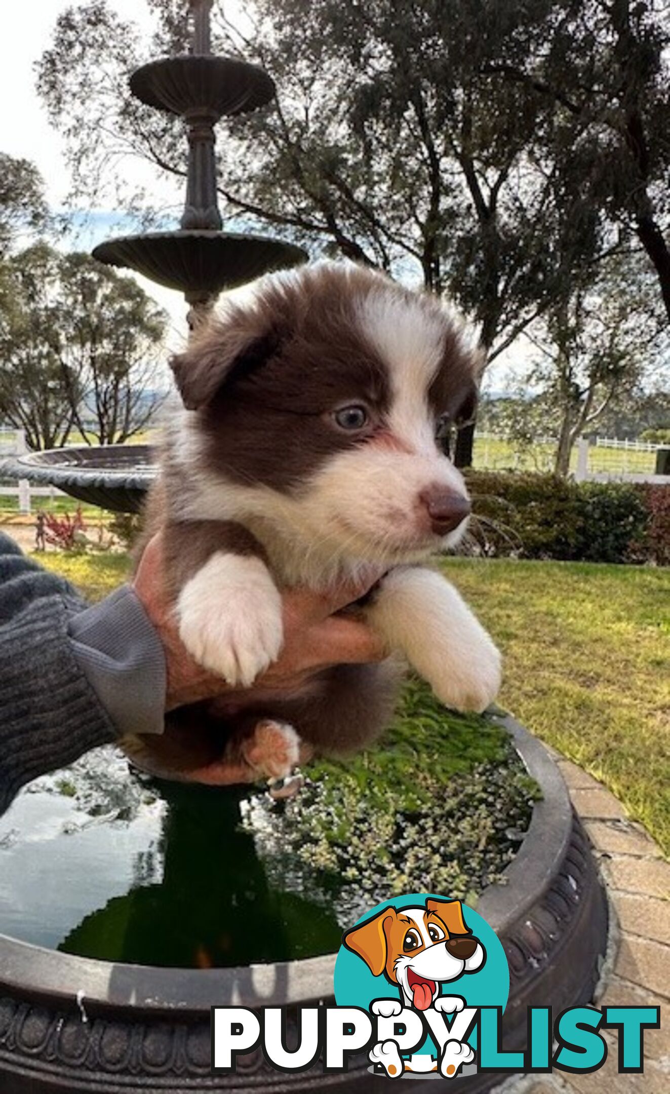 BORDER COLLIE PUPPIES