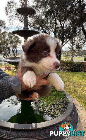 BORDER COLLIE PUPPIES