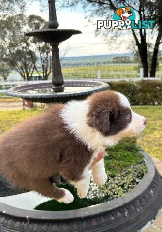 BORDER COLLIE PUPPIES