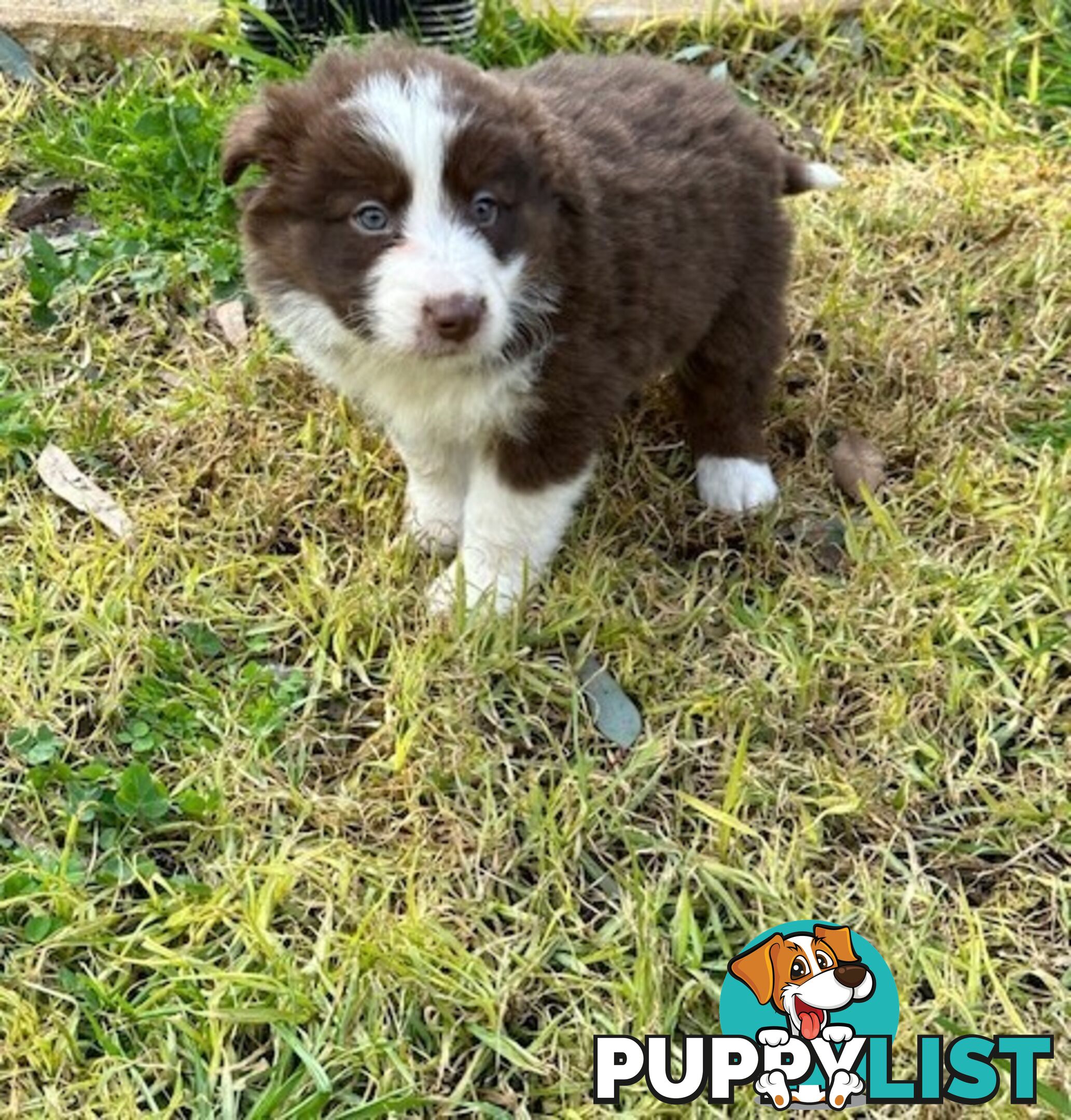 BORDER COLLIE PUPPIES