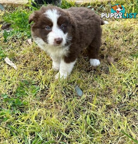 BORDER COLLIE PUPPIES