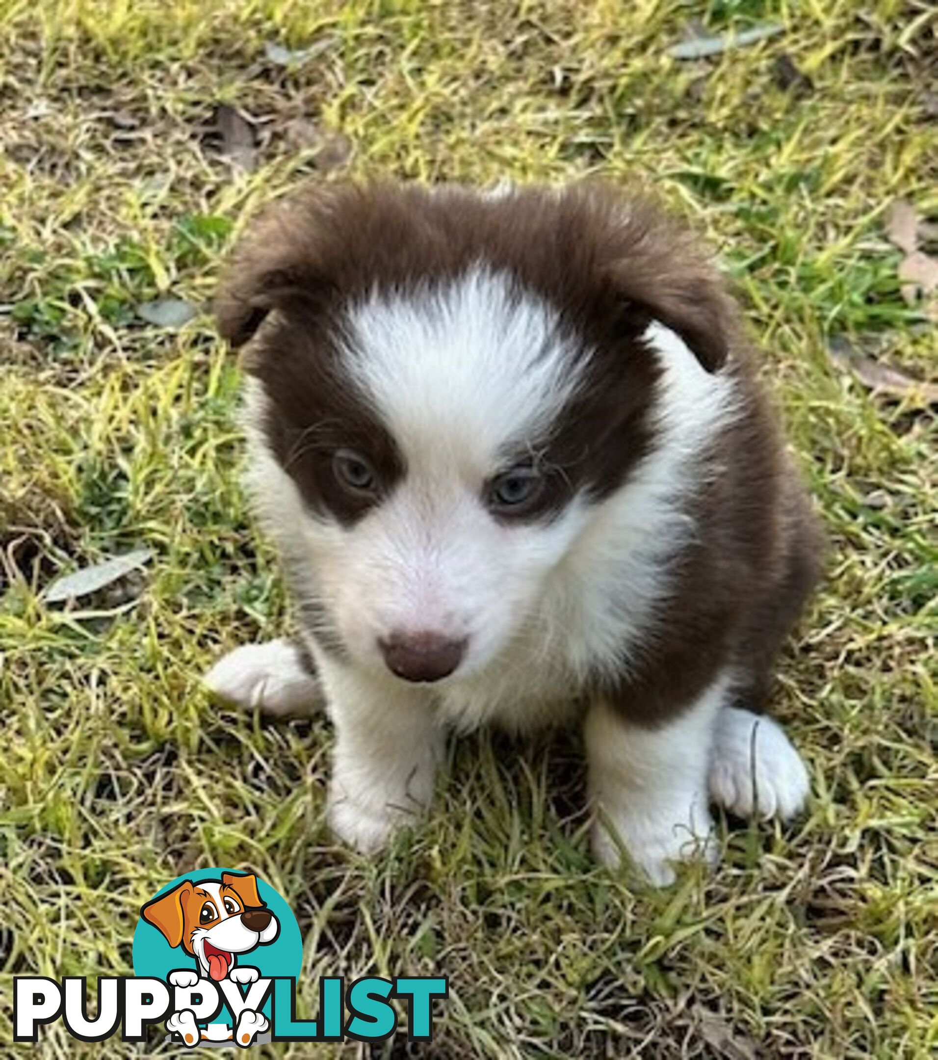 BORDER COLLIE PUPPIES