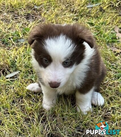 BORDER COLLIE PUPPIES