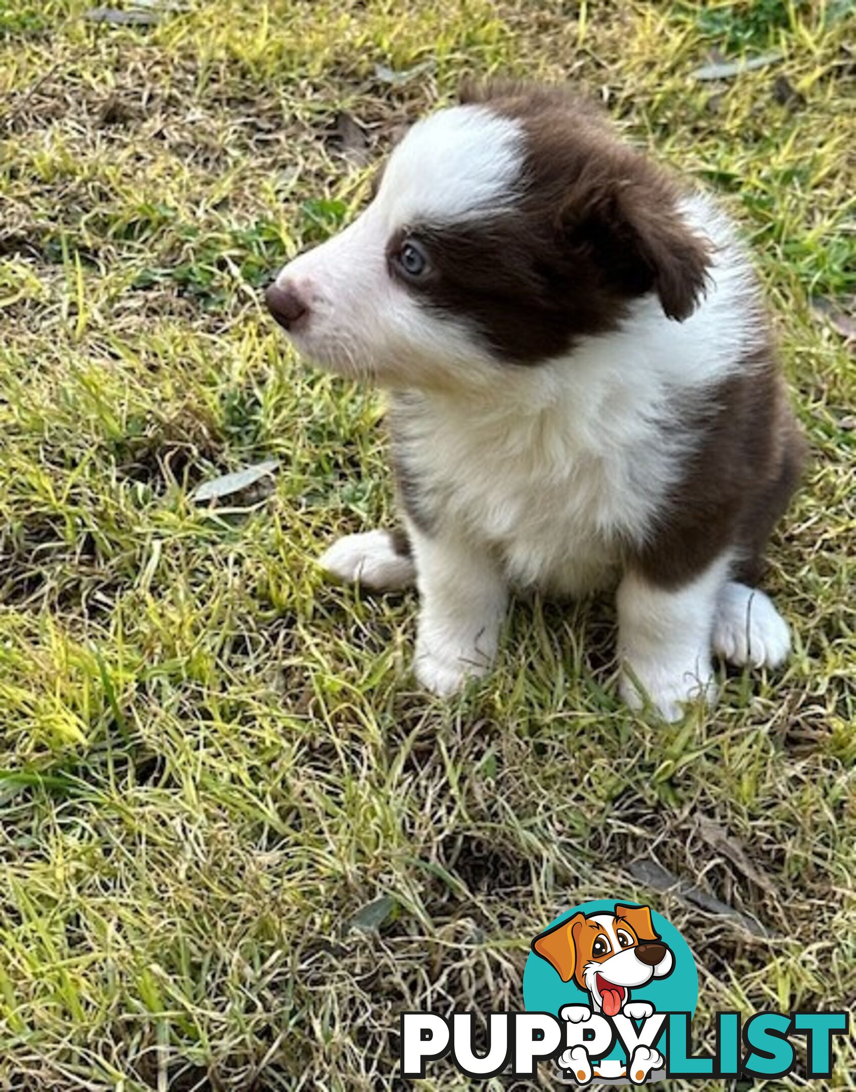 BORDER COLLIE PUPPIES