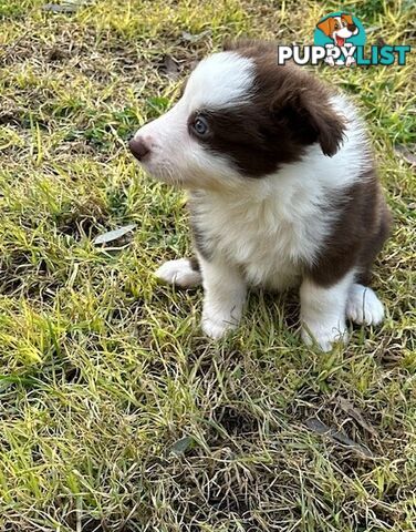 BORDER COLLIE PUPPIES